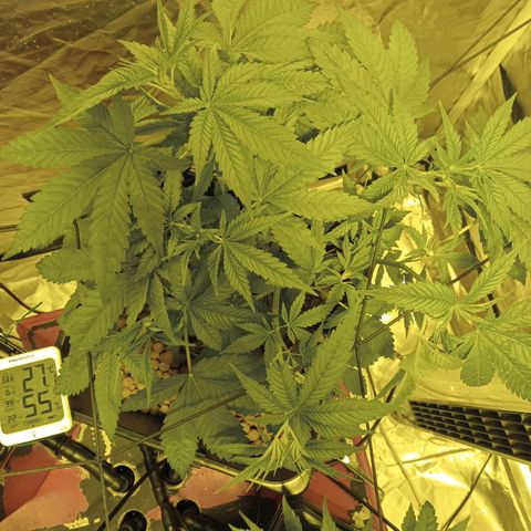 C - 🦍glue #4 growlog timeline photo
