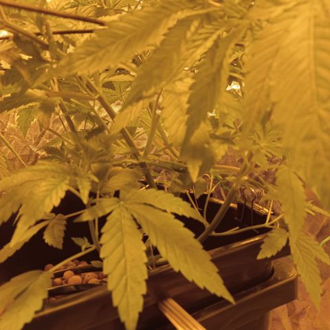 C - 🦍glue #4 growlog timeline photo