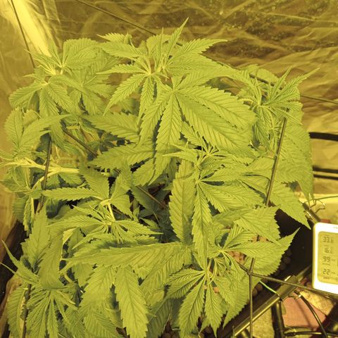 D - 🦍glue #4 growlog timeline photo