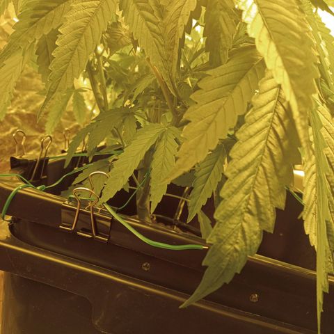 D - 🦍glue #4 growlog timeline photo