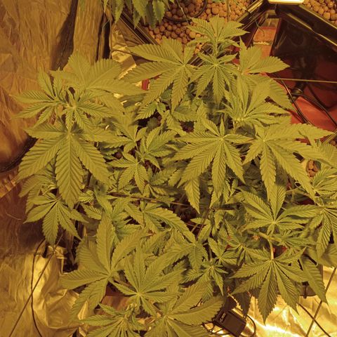 A - 🦍glue #4 growlog timeline photo