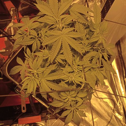 B - 🦍glue #4 growlog timeline photo