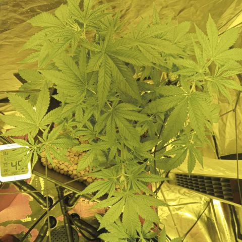 C - 🦍glue #4 growlog timeline photo