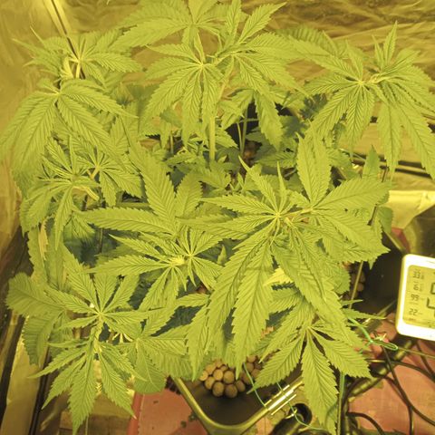 D - 🦍glue #4 growlog timeline photo