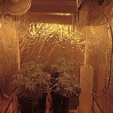 C - 🦍glue #4 growlog timeline photo