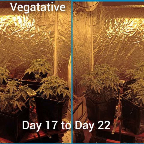 C - 🦍glue #4 growlog timeline photo