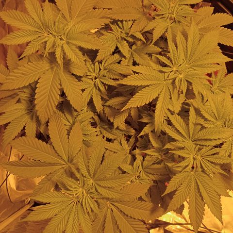 A - 🦍glue #4 growlog timeline photo