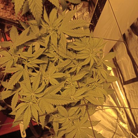 B - 🦍glue #4 growlog timeline photo