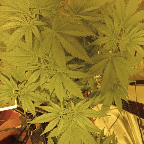 C - 🦍glue #4 growlog timeline photo