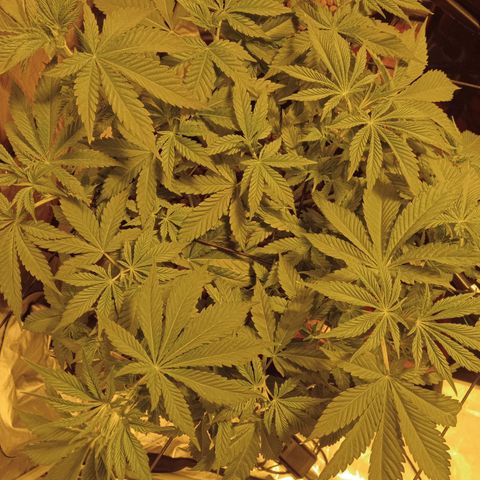 A - 🦍glue #4 growlog timeline photo