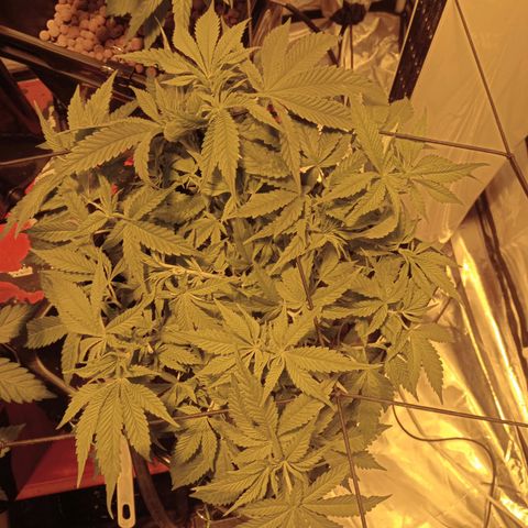 B - 🦍glue #4 growlog timeline photo