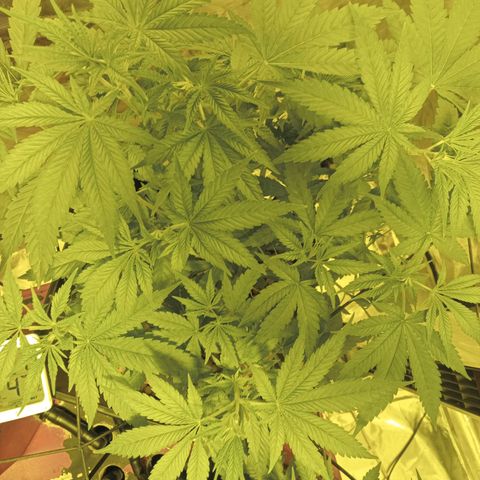 C - 🦍glue #4 growlog timeline photo