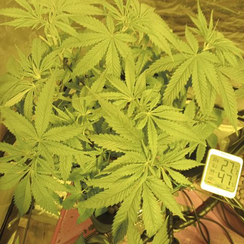 D - 🦍glue #4 growlog timeline photo