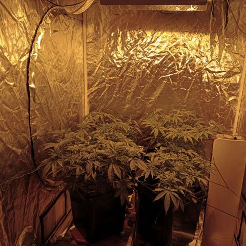 C - 🦍glue #4 growlog timeline photo