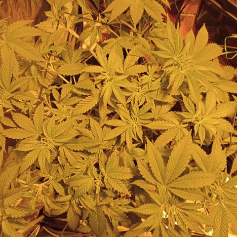 A - 🦍glue #4 growlog photo: Post LST