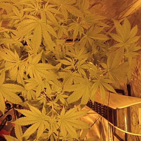 C - 🦍glue #4 growlog photo: Post LST 