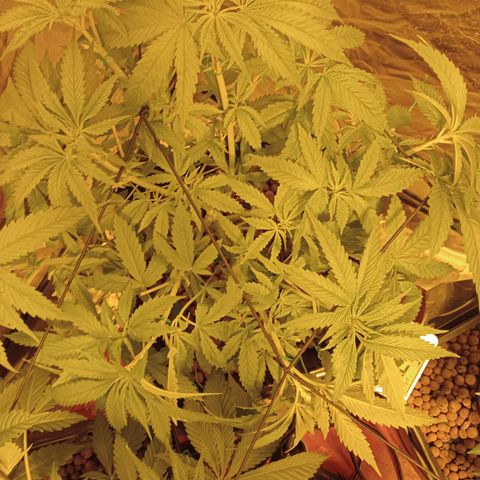 D - 🦍glue #4 growlog photo: Post LST 