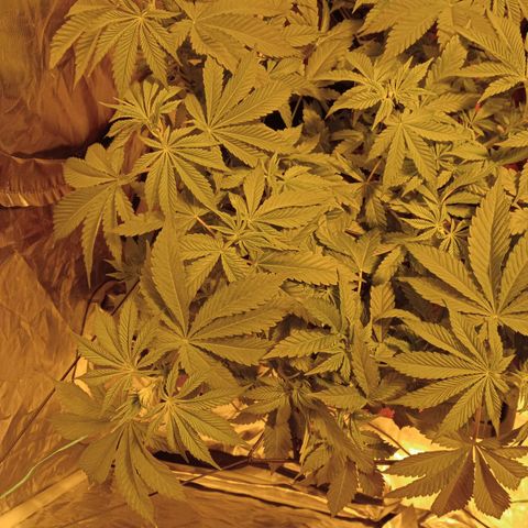 A - 🦍glue #4 growlog timeline photo