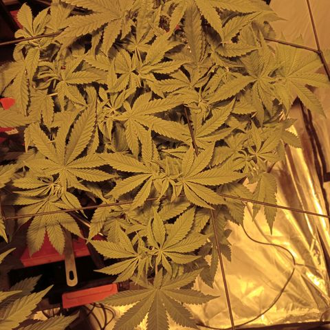 B - 🦍glue #4 growlog timeline photo