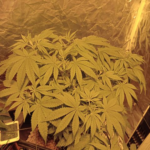 C - 🦍glue #4 growlog timeline photo