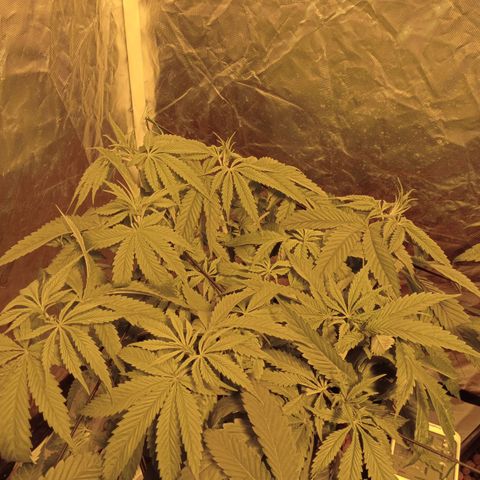 D - 🦍glue #4 growlog timeline photo