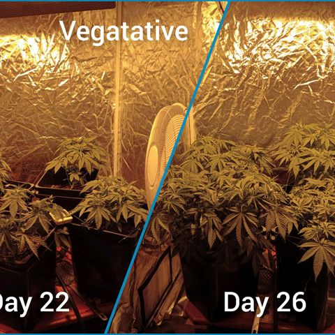 C - 🦍glue #4 growlog timeline photo
