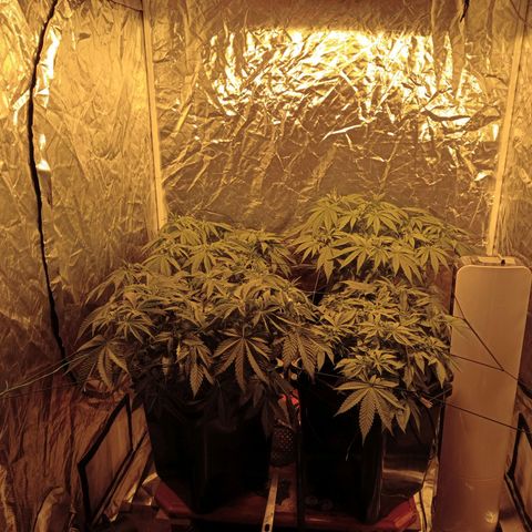 C - 🦍glue #4 growlog timeline photo