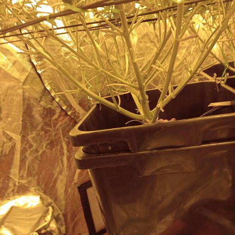 A - 🦍glue #4 growlog timeline photo