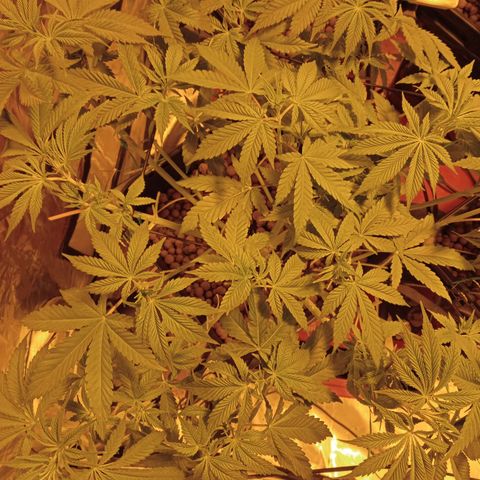 A - 🦍glue #4 growlog timeline photo