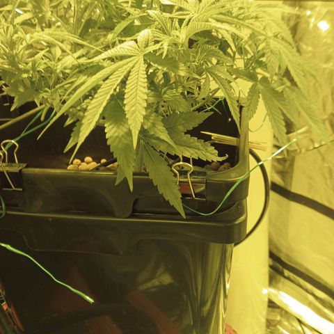 B - 🦍glue #4 growlog timeline photo