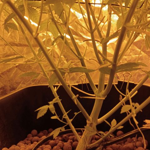 C - 🦍glue #4 growlog timeline photo