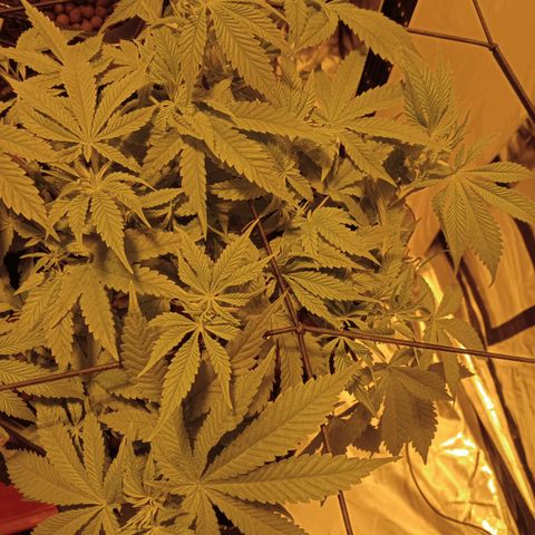 B - 🦍glue #4 growlog timeline photo