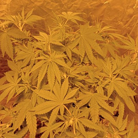 C - 🦍glue #4 growlog timeline photo