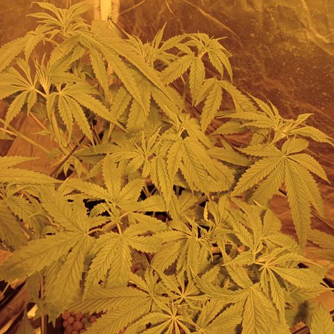 D - 🦍glue #4 growlog timeline photo