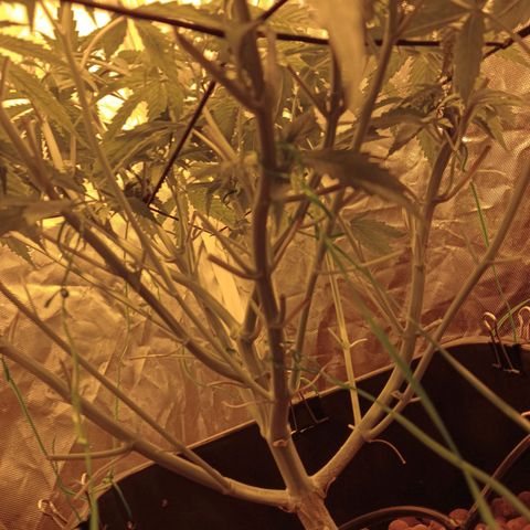 D - 🦍glue #4 growlog timeline photo