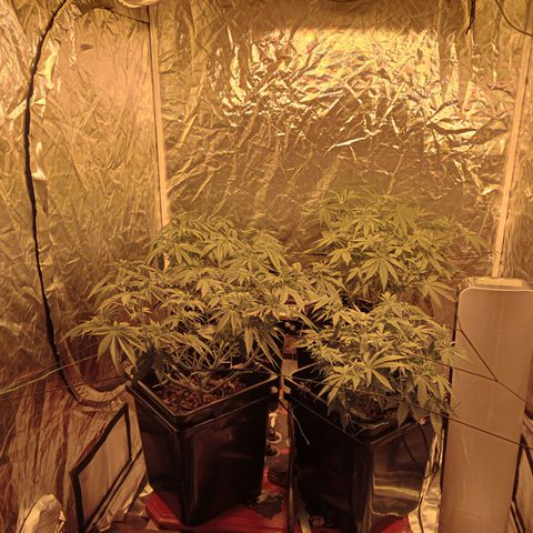 C - 🦍glue #4 growlog timeline photo