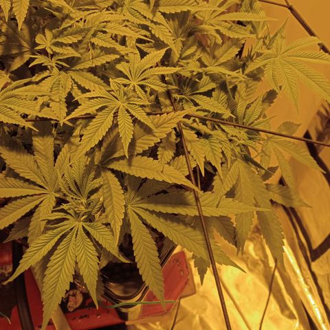 B - 🦍glue #4 growlog timeline photo