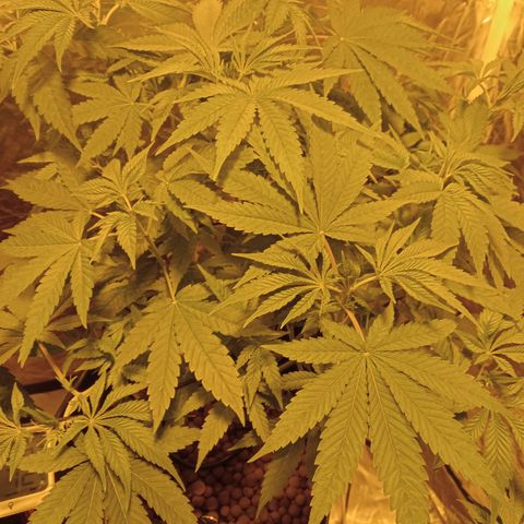 C - 🦍glue #4 growlog timeline photo