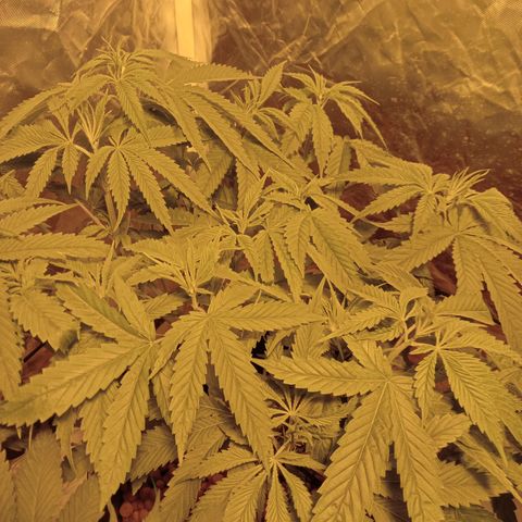 D - 🦍glue #4 growlog timeline photo