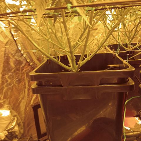 A - 🦍glue #4 growlog timeline photo