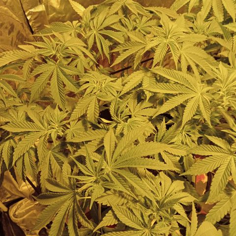 A - 🦍glue #4 growlog timeline photo