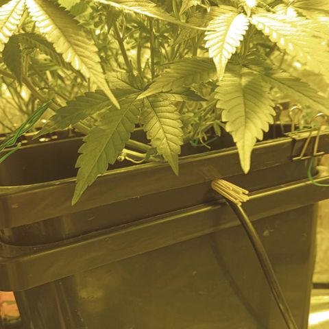 B - 🦍glue #4 growlog timeline photo