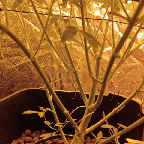 C - 🦍glue #4 growlog timeline photo