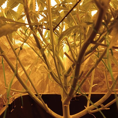 D - 🦍glue #4 growlog timeline photo