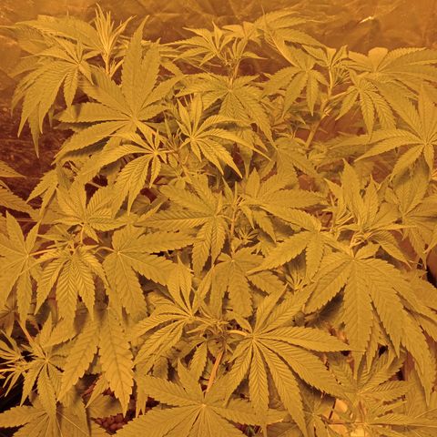 C - 🦍glue #4 growlog timeline photo