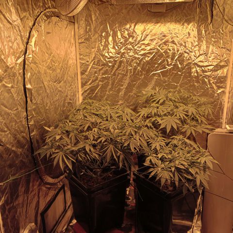 C - 🦍glue #4 growlog timeline photo