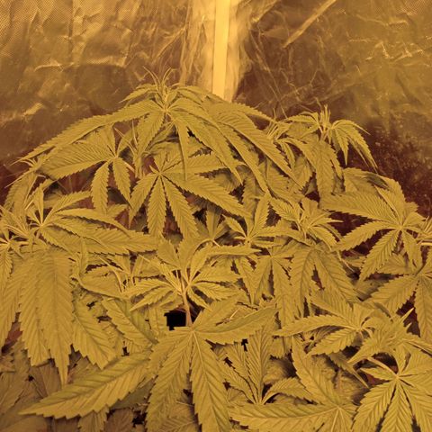 D - 🦍glue #4 growlog timeline photo