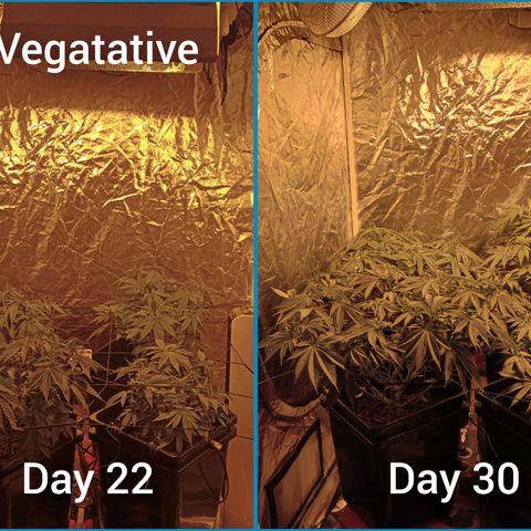 C - 🦍glue #4 growlog timeline photo