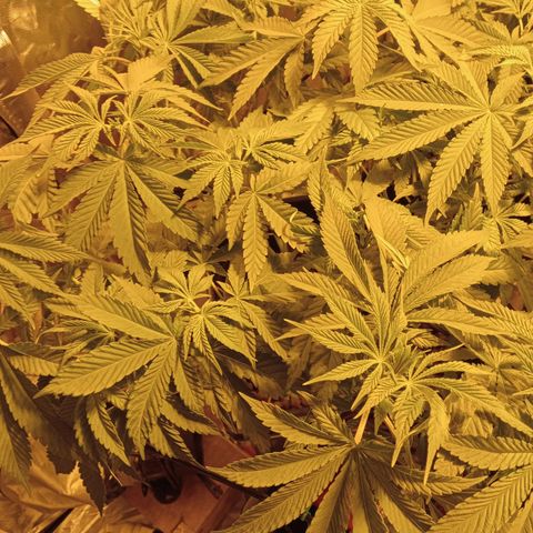 A - 🦍glue #4 growlog timeline photo