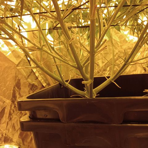 A - 🦍glue #4 growlog timeline photo